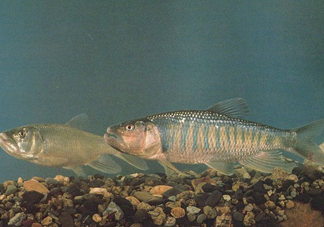 馬口魚是海魚嗎？馬口魚是什么魚