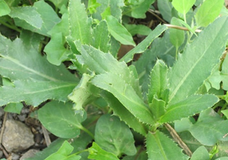 刺兒菜是蒲公英嗎？刺兒菜和蒲公英的區(qū)別