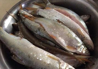 孕婦可以吃白條魚(yú)嗎？白條魚(yú)孕婦能吃嗎？