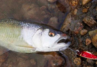 釣馬口魚用什么餌料？釣馬口魚用什么打窩？