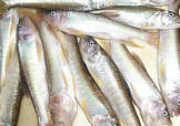 馬口魚怎么吃？馬口魚怎么做好吃？