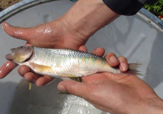 馬口魚喜歡吃什么？馬口魚一般生長在什么地方
