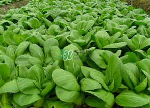 7月份種什么蔬菜？七月份適合種植哪些蔬菜？