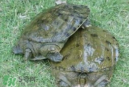 野生甲魚(yú)吃什么？野生甲魚(yú)幾年可以長(zhǎng)5斤？