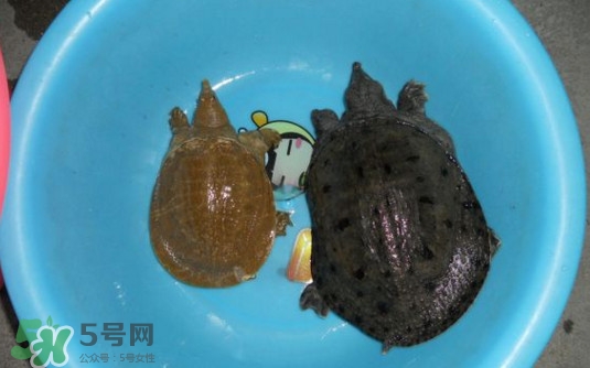 如何區(qū)分野生甲魚？野生甲魚辨識(shí)圖片