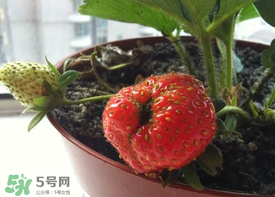 6月份可以種草莓嗎？草莓6月份可以種植嗎？