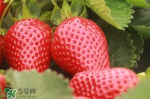 6月份可以種草莓嗎？草莓6月份可以種植嗎？