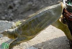 野生甲魚(yú)吃什么？野生甲魚(yú)幾年可以長(zhǎng)5斤？