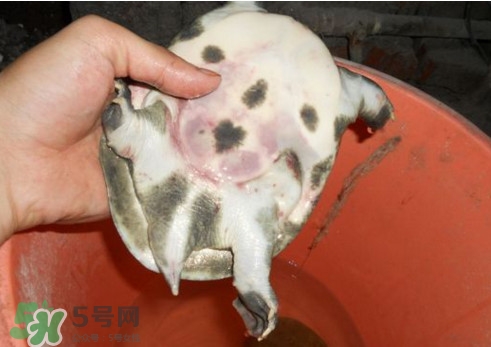 如何區(qū)分野生甲魚？野生甲魚辨識(shí)圖片