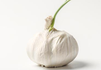 新蒜頭怎么保存不發(fā)芽？新蒜頭怎么存放
