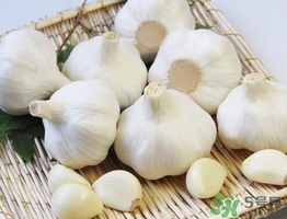 新蒜頭什么時候上市？新蒜頭幾月份上市