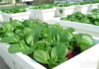 7月份種什么蔬菜？七月份適合種植哪些蔬菜？