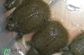 野生甲魚(yú)吃什么？野生甲魚(yú)幾年可以長(zhǎng)5斤？