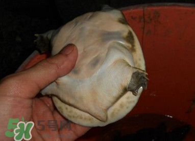 如何區(qū)分野生甲魚？野生甲魚辨識(shí)圖片