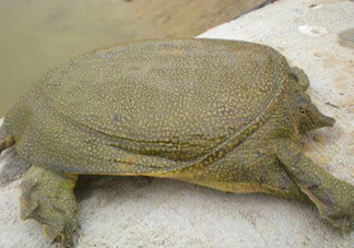 如何區(qū)分野生甲魚(yú)？野生甲魚(yú)辨識(shí)圖片