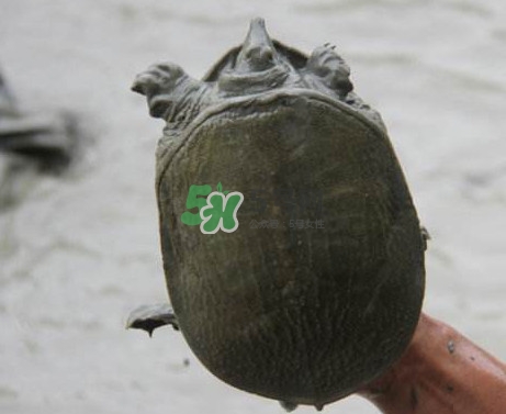 甲魚不能和什么一起吃？甲魚不能跟什么食物一起吃