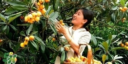 孕婦怎么吃枇杷好？孕婦能吃枇杷膏嗎？