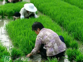 芒種種什么？芒種種什么疏菜？