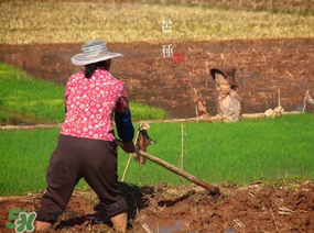 芒種種什么？芒種種什么疏菜？