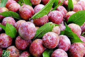 芒種吃什么水果？芒種吃什么水果好？