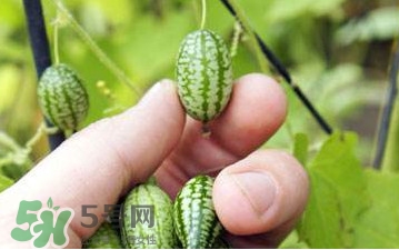 迷你西瓜種子哪兒有賣？迷你西瓜種子哪里可以買
