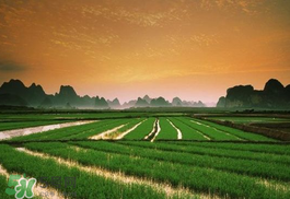 2017年芒種會(huì)下雨嗎？2017年芒種雨好嗎？