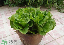 六月份可以種生菜嗎？夏天可以種生菜嗎？