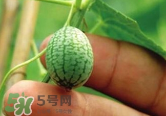 迷你拇指西瓜怎么種？迷你西瓜種植方法