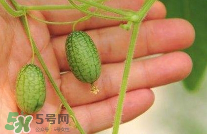迷你西瓜種子哪兒有賣？迷你西瓜種子哪里可以買