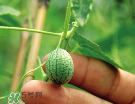 迷你西瓜是轉(zhuǎn)基因水果嗎？迷你西瓜是不是轉(zhuǎn)基因？