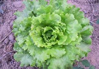六月份可以種生菜嗎？夏天可以種生菜嗎？