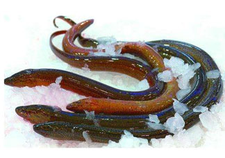 鱔魚(yú)死了多久不能吃？剛死的鱔魚(yú)能吃嗎？