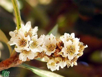 枇杷花怎么煲湯？枇杷花煲湯搭配什么最佳？