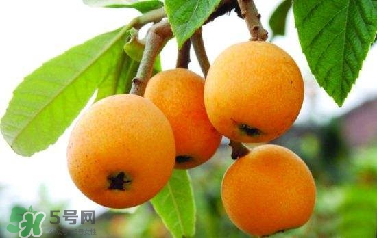 孕婦能吃枇杷嗎？孕婦吃枇杷對(duì)胎兒好嗎？