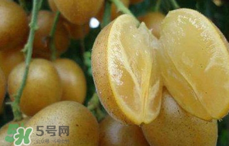 黃皮果多少錢一斤2017？黃皮果價格