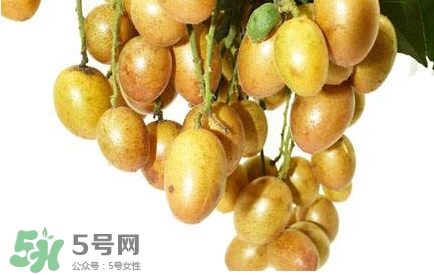 黃皮果怎么扦插？黃皮果種植技術
