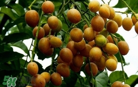 黃皮果怎么扦插？黃皮果種植技術