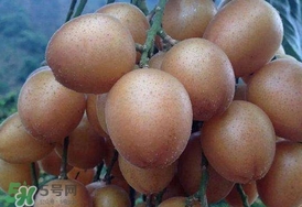 黃皮果怎么保存？黃皮果如何保存