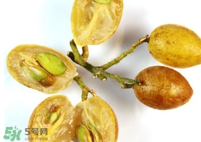 黃皮能放冰箱嗎？黃皮可以放冰箱保鮮幾天？
