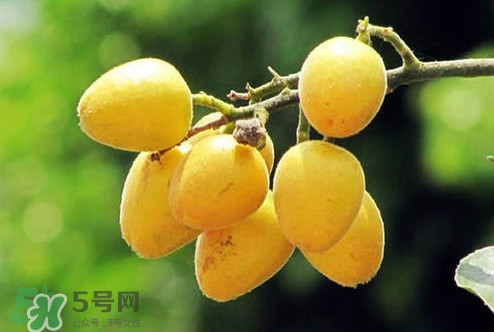 雞心黃皮幾年才掛果？雞心黃皮如何種植管理