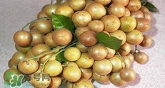 怎么腌制黃皮果？黃皮果的腌制方法