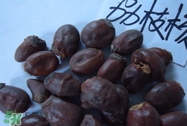 荔枝核怎么吃？荔枝核的功效與作用