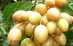 黃皮果怎么扦插？黃皮果種植技術