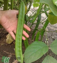 刀豆什么時(shí)候播種？刀豆幾月份播種