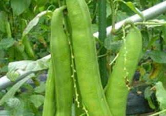 刀豆什么時(shí)候播種？刀豆幾月份播種