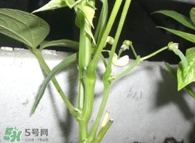 刀豆什么時(shí)候播種？刀豆幾月份播種
