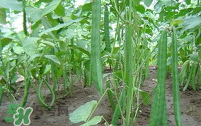 刀豆什么時(shí)候播種？刀豆幾月份播種