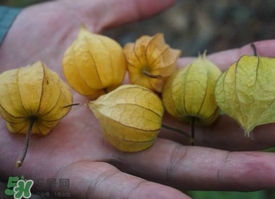 花姑娘水果怎么吃？花姑娘水果吃之前要洗嗎？