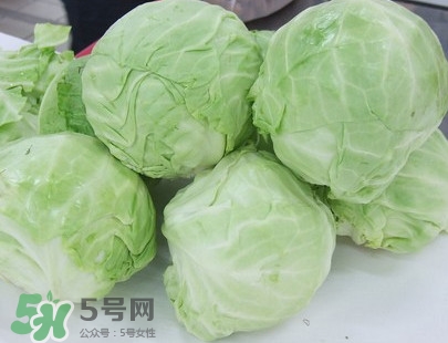 圓白菜是卷心菜嗎？圓白菜是不就是卷心菜