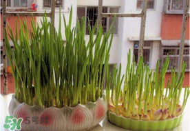 六月份可以種蒜嗎？大蒜一年可以種幾次？